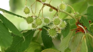 Ağaç dalında yetişen yeşil dikenli at kestanesi meyveleri. Biyolojik çeşitlilik kavramı