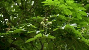 Tohumları dikenli, yemyeşil yapraklar yaz melteminde hafifçe sallanıyor. Çiçek açmış bir kestane ağacının güzelliğini sergiliyor.
