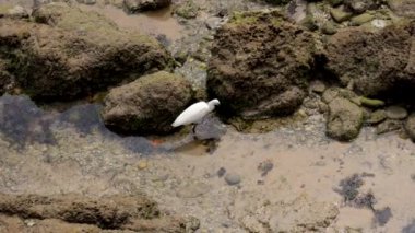 Küçük balıkçıl Soğuk Deniz 'in Kayalık Gelgit Havuzunda