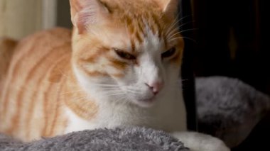 Kırmızı uykucu bir kedi, konforlu gri bir yatakta uyumaya hazırlanıyor. Gün ortası güneşinin sıcacık ışığında banyo yapıyor.