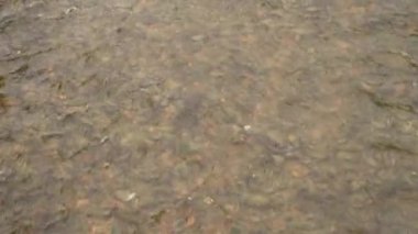 Nehir yatağı kayaları arasında hızlı akıntıyla sığ sularda yüzen balıklar.