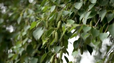 Yeşil yapraklı huş dalları ve tohum kapsülleri yaz akşamı rüzgarında usulca sallanıyor.