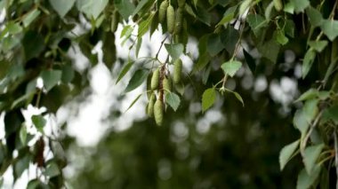 Dallardan sarkan huş çiçekleri ve sallanan yaz meltemi yemyeşil yaprakların gölgesinde.