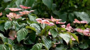 Cornus kousa ya da Japon odun pembe çiçekleri çiçek açan bir yaz bitkisine yakın.