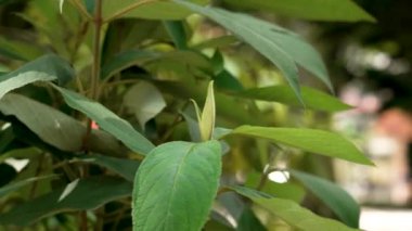 Şehir bahçesindeki bir bitkiden yeni yeşil bir yaprak çıkıyor. Bahar dönemi büyüme kavramı
