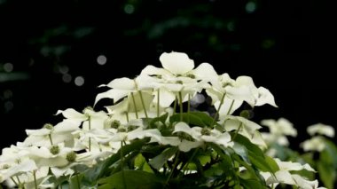 Cornus kousa veya Çin Dogwood beyaz çiçekleri çiçek açan bir yaz bitkisine yakın.