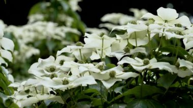Çin beyaz çiçek açan kızılcık ağacı ya da Cornus kousa yaz bitkisi. Botanik bahçesinde güzellik