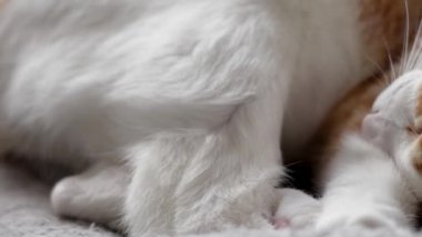 Beyaz bıyıklı kırmızı bir tekir kedi, kıvrılıp bir rüyaya sarılıyor.