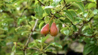 Sulu, olgun, kırmızı armut meyveleri yakın bir organik bahçede, bir yaz ağacı dalında.