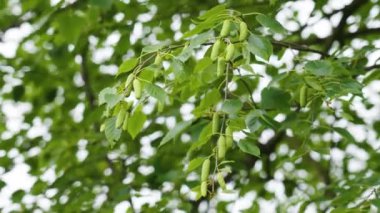 Yaz başında yaprak döken bir ormanda huş ağacının dallarından bir sürü yeşil kadife.
