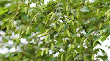 Huş ağacının ilk yeşilleri yazın bir ağaç dalında sallanıyor. Biyolojik çeşitlilik kavramı