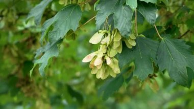 Bir demet çınar ağacı kanatlı tohumlar (Acer Pseudoplatanus) yemyeşil yaz yapraklarıyla