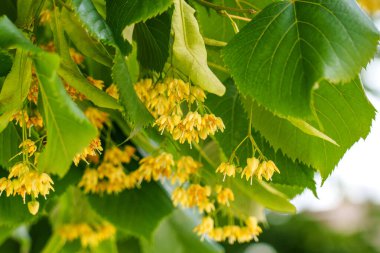 Linden ağaçları yemyeşil yapraklarda narin çiçekler açar. Bitki çayını rahatlatmak için güzel kokulu çiçekler.