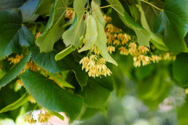 Haziranda ıhlamur ağacı çiçek açar aromatik organik güzel çiçekler taze yeşil yapraklarla kaplanır.