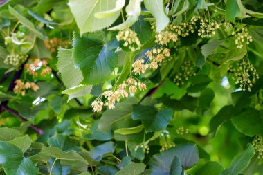 Linden 'ın narin çiçekleri ya da ormandaki kireç ağacı kokulu. Rahatlatıcı bitkisel çay malzemeleri