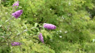 Mor çiçekler, yeşil bir arka planda bir bahçede bulunan bir dalda Buda Daviddii 'nin çiçeklerini açıyor. Kelebek çalısı yazın çiçek açar.