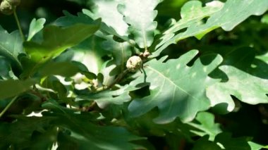 Güneş ışığı olgun bir meşe ağacının yeşil yapraklarının arasından süzülüp dalları aydınlatır ve gelişmekte olan genç meşe palamutlarını sergiler.