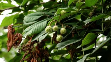 Avrupa 'da bir yaz parkında at kestanesi ağacının dikenli meyveleri. Aesculus hipocastanum