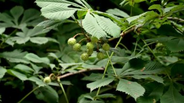 Gelişmemiş Avrupa atı kestane ağacı dalı ve dikenli olgun meyveler. Aesculus hipocastanum