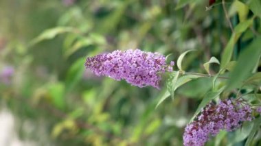 Kelebek çalısı yemyeşil yapraklarla çevrili canlı mor çiçeklerle çiçek açıyor. Yaz leylağı ya da Buddleia Daviddii Çiçek Bitkisi