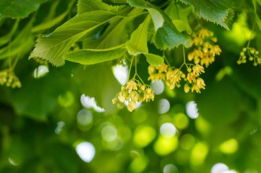 Yazın yemyeşil yapraklarda kokulu ıhlamur ağacı çiçekleri.