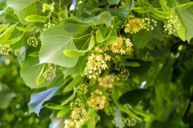 Parktaki bir yaz ağacının çiçek açan dalında güzel kokular var. Taze ıhlamur çiçekleri kapanıyor. Çiçek açmış Tilia korverisi