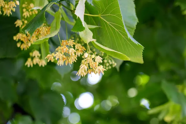 stock image Natural medicinal abundance of Linden tree flowers in the lush green foliage in summer day close up