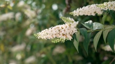 Bahçede açan beyaz kelebek çiçekleri. Yaz leylağı ya da Buddleia Daviddii Çiçek Bitkisi