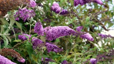 Mor kelebek çalıları güneşli bir yaz gününde çiçek açar. Yaz leylağı veya Buddleja Daviddii bitkisi