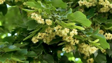 Parktaki bir yaz ağacının çiçek açan dalında güzel kokular var. Taze ıhlamur çiçekleri kapanıyor. Çiçek açmış Tilia korverisi