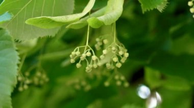Linden ağacının tomurcuklanmasının doğal tıbbî bolluğu yazın yemyeşil yapraklar arasında salınıyor gündüzleri, yakın meltemde.