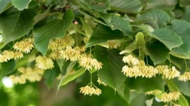Bereketli kokulu ıhlamur ağacı çiçekleri yemyeşil yapraklar sallanıyor yazın hafif esintide