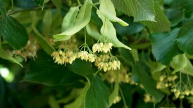 Ihlamur ağacının güzel sallanan çiçekleri. Tilia korverinin sağlıklı ve rahatlatıcı bileşenini kapat.