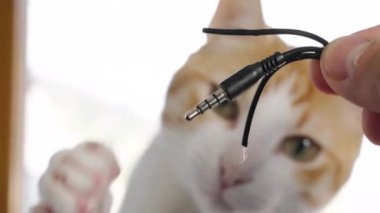 Komik kızıl kedi ısırılmış kırık kulaklık telleriyle oynuyor.