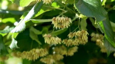 Parlak yaz güneşinin altında açan ıhlamur ağacının dalları kapanır. Şifalı bitkileri iyileştirmek için bitkisel bitkiler