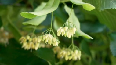 Yazın açan ıhlamur ağacının güzel kokulu çiçekleri. Sağlıklı bir içecek. Tilia kordata doğada çiçek açar.