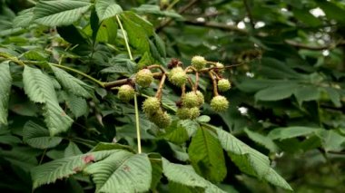 Rüzgarsız bir günde yemyeşil yapraklı bir dalda at kestanesi yeşili meyveler dikenleri