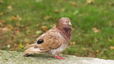Çarpıcı altın renklere sahip nadir bir güvercin canlı park ortamında sonbahar yapraklarıyla zarif bir şekilde bir taşın üzerinde duruyor. Motley kahverengi şehir güvercini