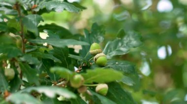 Sert meşe dallarından sarkan meşe palamutları doğanın güzelliğini gözler önüne seriyor güneşli yaz günlerinde kapanıyor.