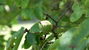 Ceviz ağacının yeşil meyvesi parlak güneş ışığıyla aydınlatılır. Enfeksiyon ve hastalık lekeleri ve mantar etkilenen yapraklar