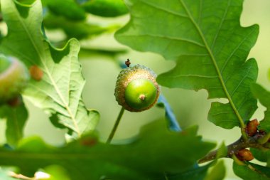 Canlı yaz mevsiminde meşe ağaçlarında küçük meşe palamutları gelişir. Güneşli bir günde rüzgarda hışırdar yapraklar