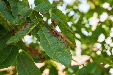 Bir ceviz ağacının sorunlu yaprakları açık havada kapanır.