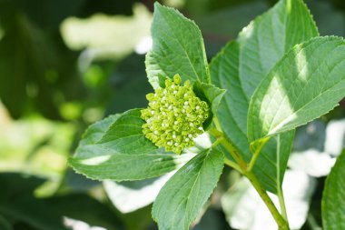 Genç büyüyen yeşil ortanca çiçekleri kapanıyor. Hortensiya çiçekli bitki. Doğanın güzelliği
