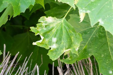 Kurumuş kenarları olan hastalıklı yeşil ağaç yaprağı.