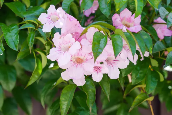 stock image Podranea ricasoliana or pink trumpet vine. Evergreen flowering vining plant close up