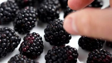 Foodie el taze, sulu böğürtlenleri beyaz bir tabaktan alıyor. Tatlı, sağlıklı vitamin atıştırması