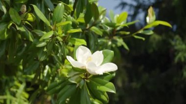 Narin beyaz Güney Manolya çiçeği güneşli bir günde huzurlu bir bahçede yemyeşil yaprakların arasında çiçek açar.