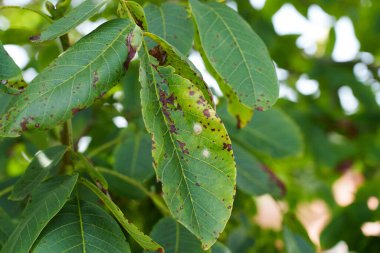 Ceviz ağacının yeşil yapraklarındaki benekler. Bahçedeki yeşilliklerde hastalık hasarı