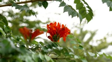 Güzel açan portakal rengi Bignonia capensis çiçekleri tırmanan bir bahçe bitkisinin üzerinde.