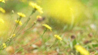 Küçük sarı kır çiçekleri yumuşak meltemde süzülür ılık güneş ışığı altında yemyeşil bir çayırda